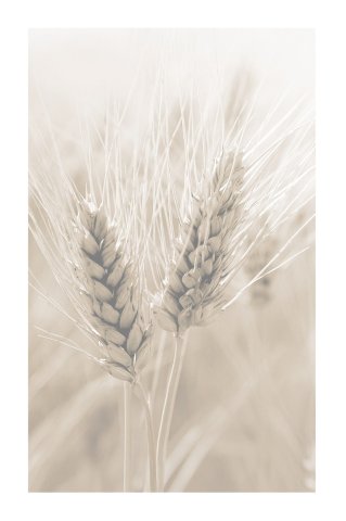 Granen tarwe sepia