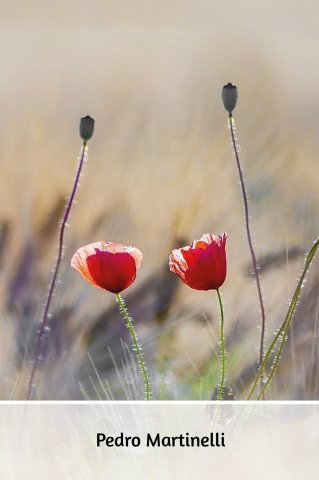 Klaproos met vlakken